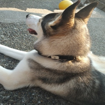 Memonizer® Dog Steel