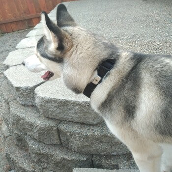 Memonizer® Dog Steel