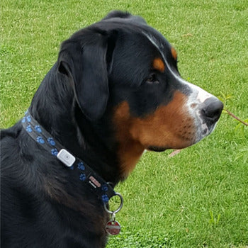 Memonizer® Dog Steel